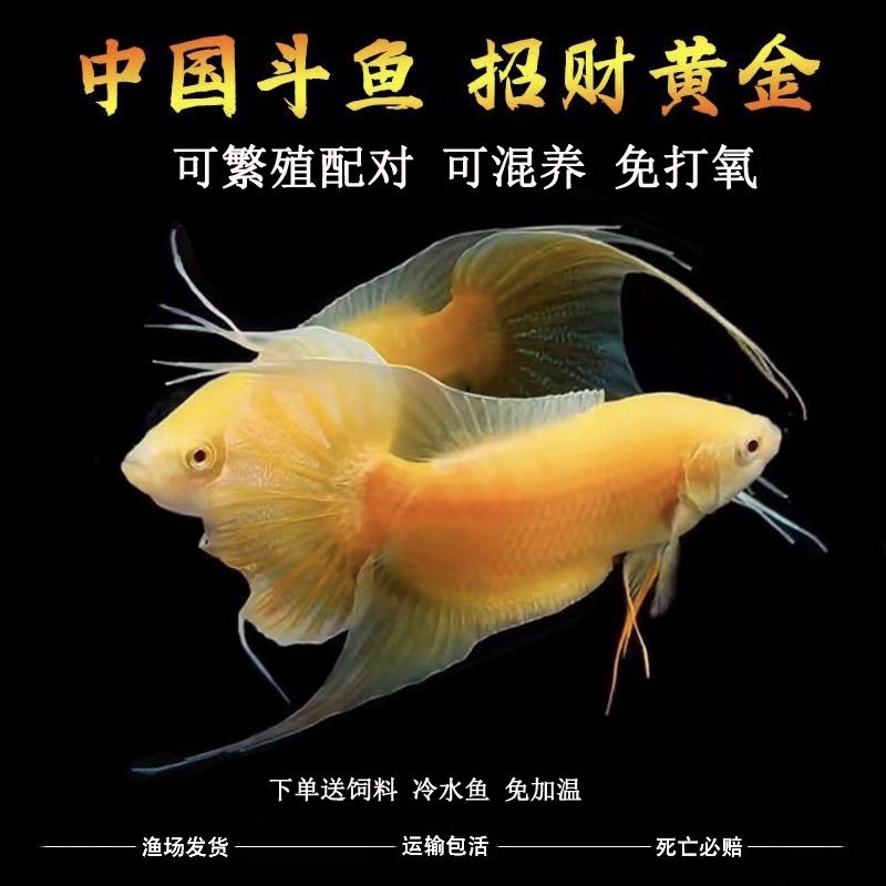 中国斗鱼黄金招财鱼玄黄淡水冷水鱼小型观赏鱼小金鱼免加温免打氧