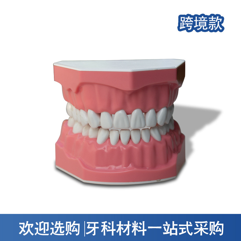 Modelo de exhibición de dientes de hendidura 28 modelos de cepillo de dientes modelo de ejercicio de ayuda didáctica de cepillo de dientes de jardín de infantes image 1