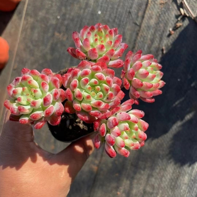 ღ블루애플 올드파일 4개 이상ღ