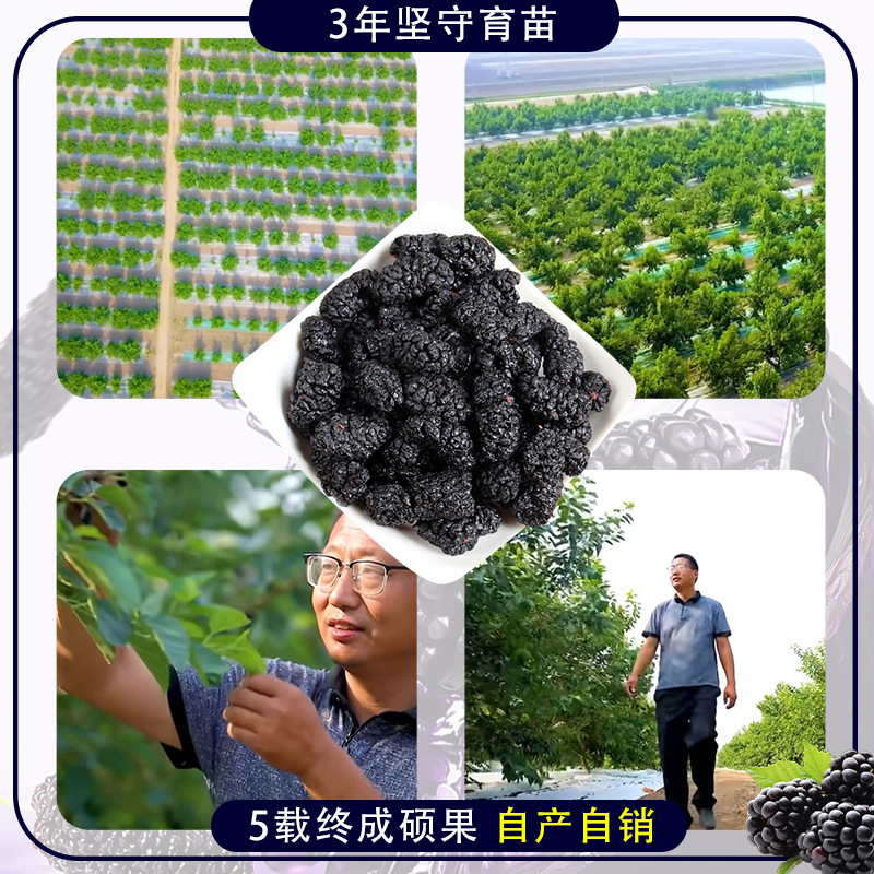 Wholesale Mulberry Juice from the Source Manufacturer, No Water or Sugar Added, Pure Original Nfc Fruit and Vegetable Juice, Freshly Squeezed Fruit Drink 2