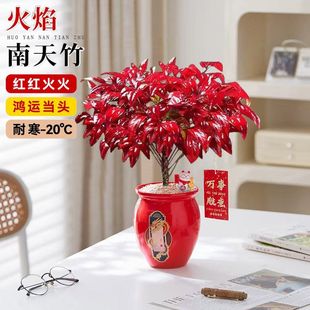 �����������ͺ����Ԅ���t�~�Gֲ�U��͏d�����̨����ֲ���辰