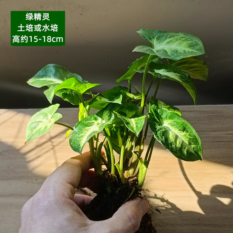 육상 또는 수경재배 - 큰 녹색 엘프