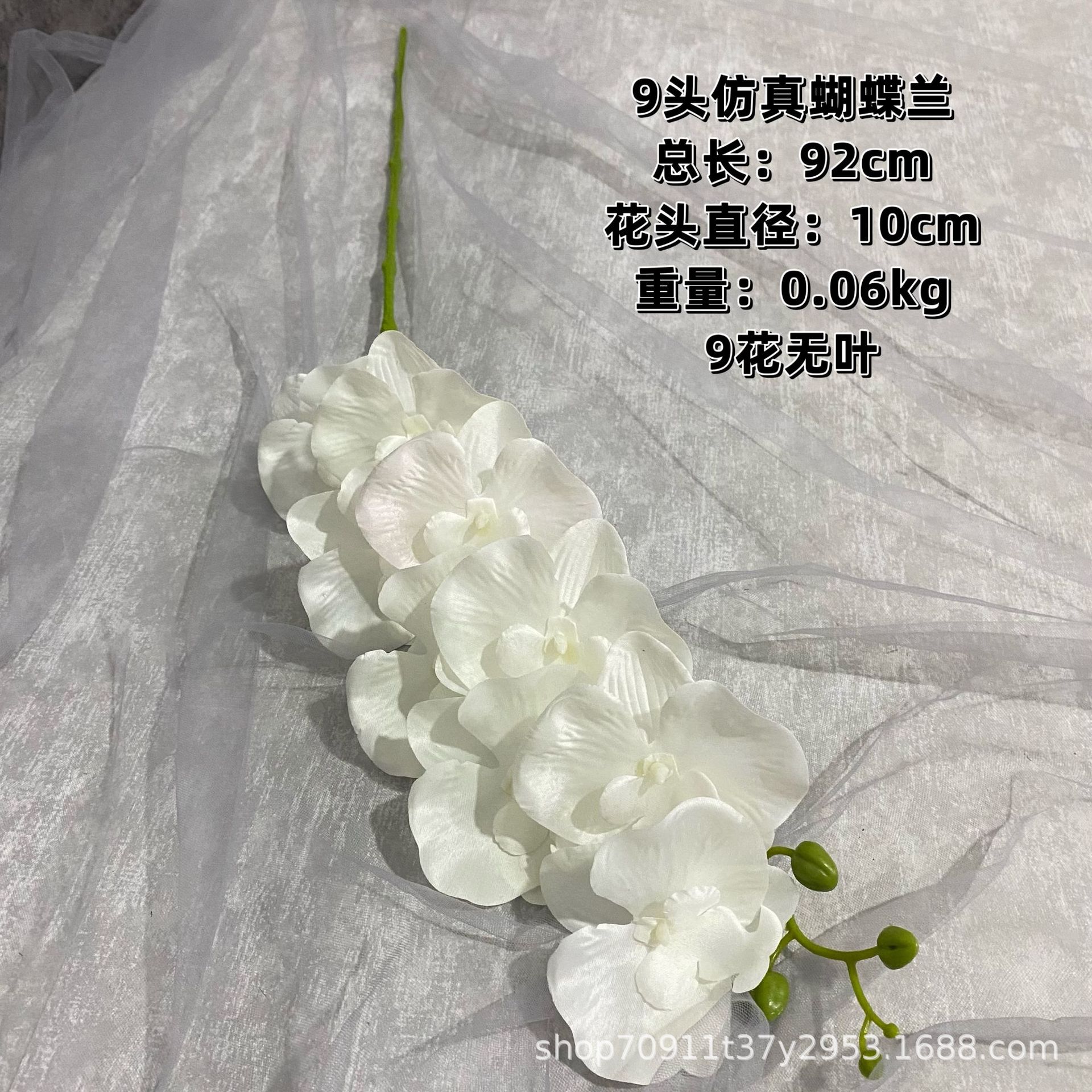 화이트