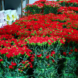 Yunnan Carnation Flowers Kunming Base Direct Delivery Home Life Rose Amazon One Piece Free Shipping Cross-Border