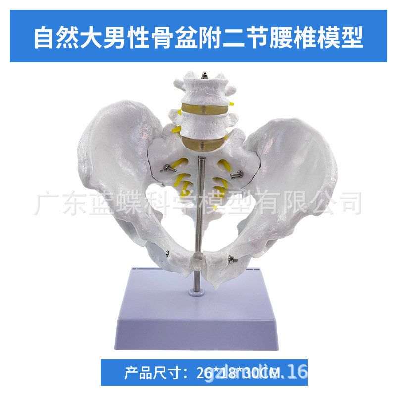 1��1���Թ���걾ģ���Ĺ����ǳܹ���ʾ��Ȼ�����������׵������