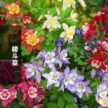 e˷N؈צѪҊͺذ©яͰ