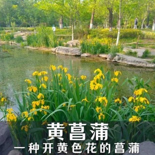 Cold-Resistant Perennial Yellow Calamus Seeds, Swallowtail Seeds, Aquatic Plants, Calamus Flowers, Calamus Seeds for All Seasons Wetlands