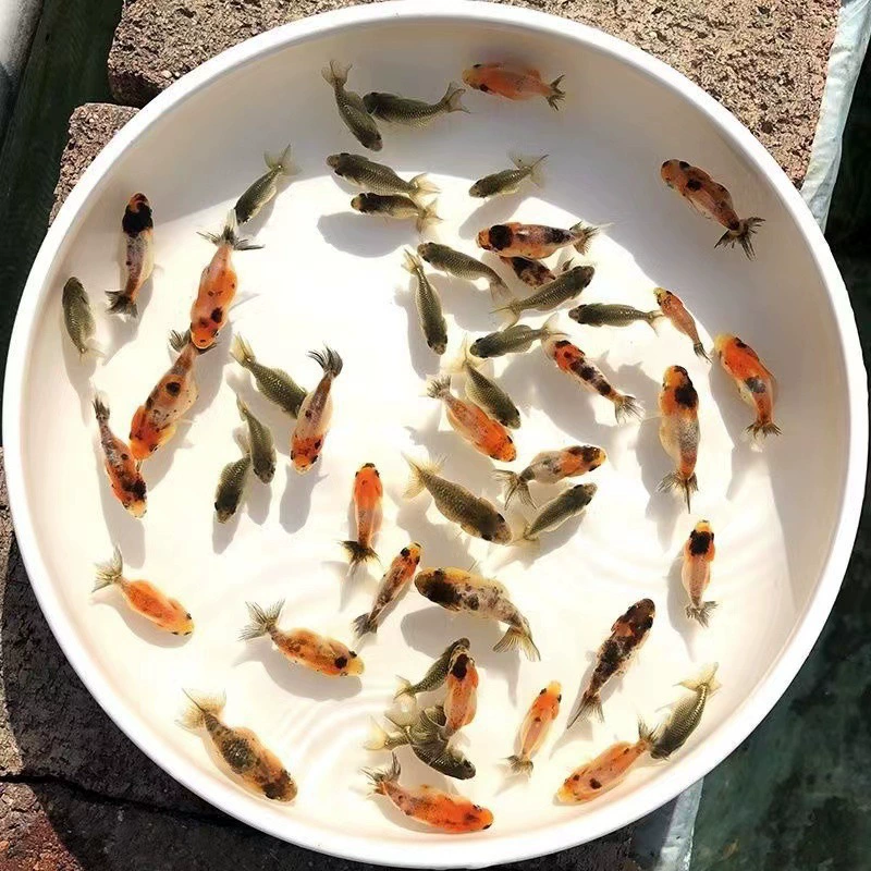 Малёк золотой рыбки/карпа кои, маленькие декоративные живые пресноводные рыбки, хороши как корм и для содержания в домашних условиях и в холодной воде