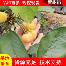 农户自家培育吉塞拉矮化樱桃树苗 品种多 鲁樱3号樱桃苗多少钱
