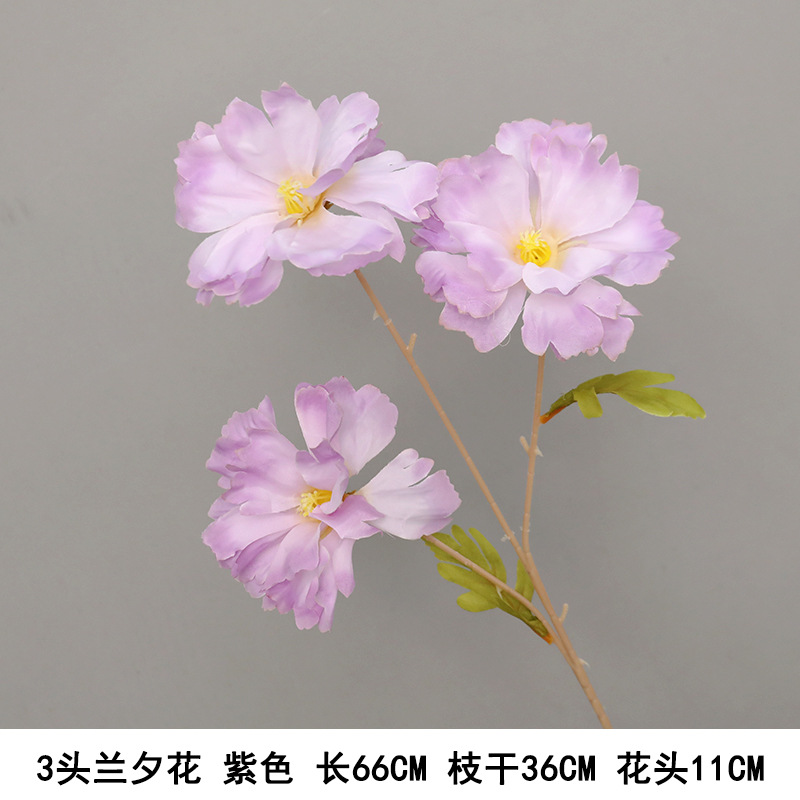 란시 꽃 3개