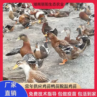 出售大种麻鸭苗活体小黄鸭仔另有水鸭苗黑番鸭苗多蛋鸭苗易活好养