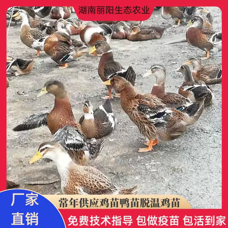 出售大种麻鸭苗活体小黄鸭仔另有水鸭苗黑番鸭苗多蛋鸭苗易活好养