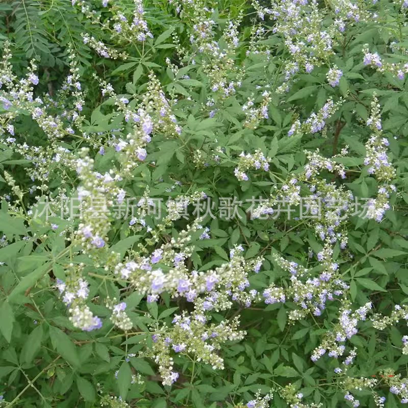 Недавно собранные семена Jingtiao Мед источник растений Семена Хуанцзин Баррен Хилл Озеленение склона защиты кустарника зеленого навоза Семена почвы и сохранения воды