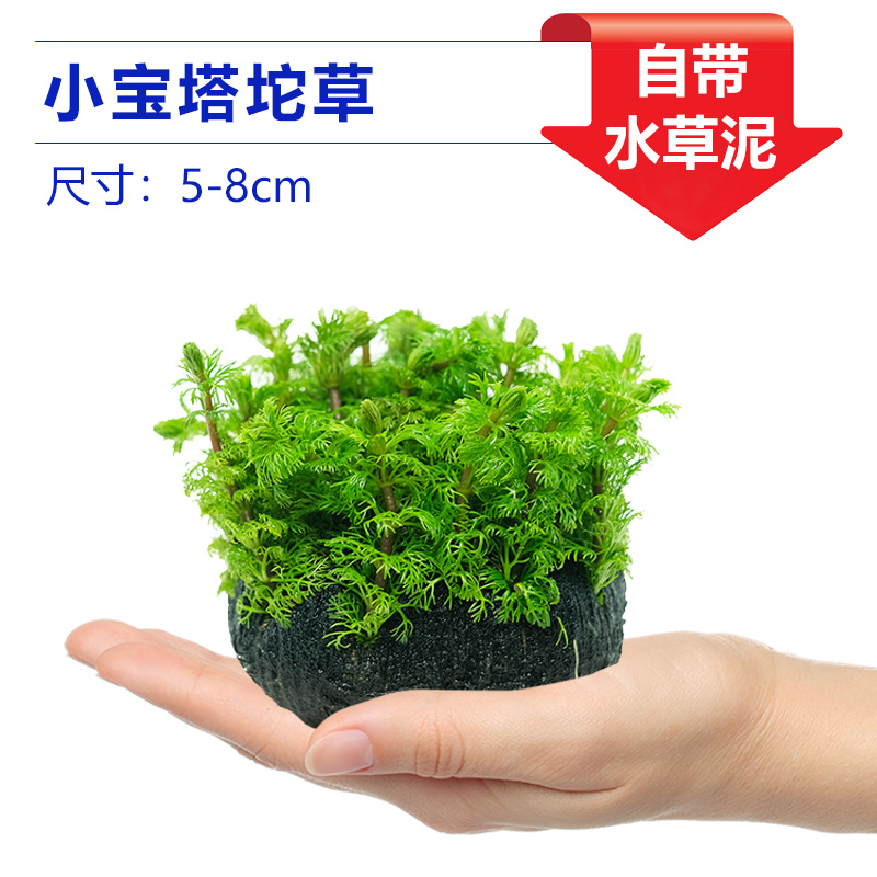 작은 탑 큰 잔디 [얼리 어답터 가격]❤특별한 제안]