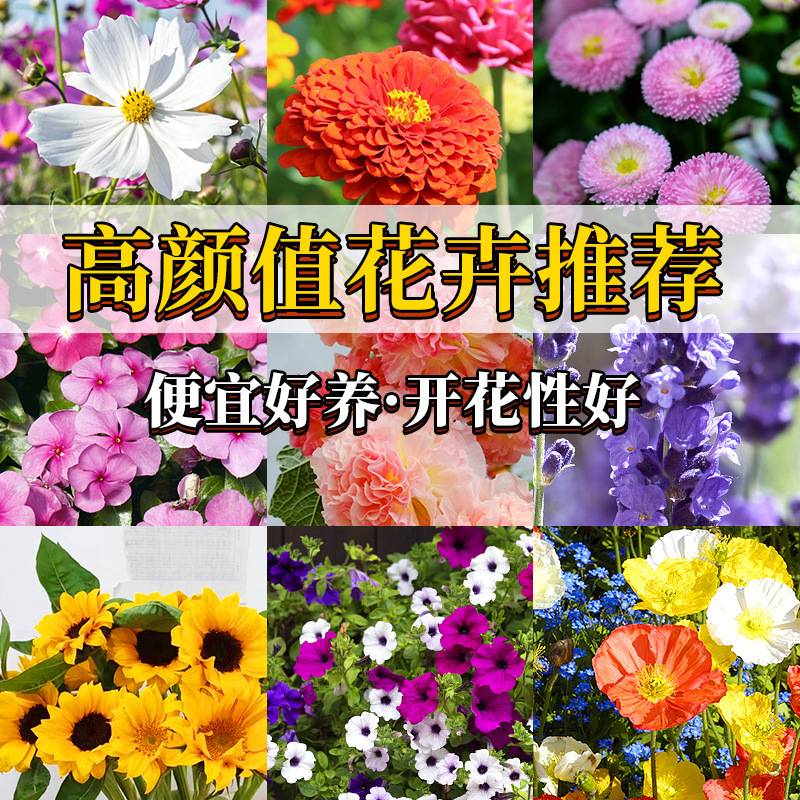 花卉种子 四季种子批发满天星太阳花波斯菊百日草向日葵雏菊薄荷