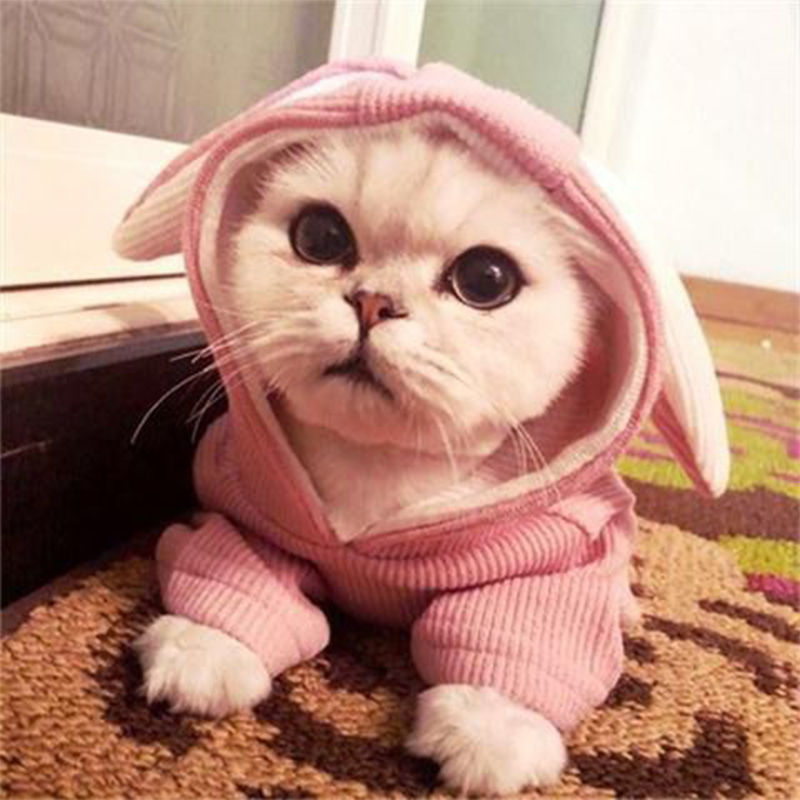 猫咪衣服可爱兔子卫衣春夏装泰迪博美比熊小型犬宠物春季狗狗跨境