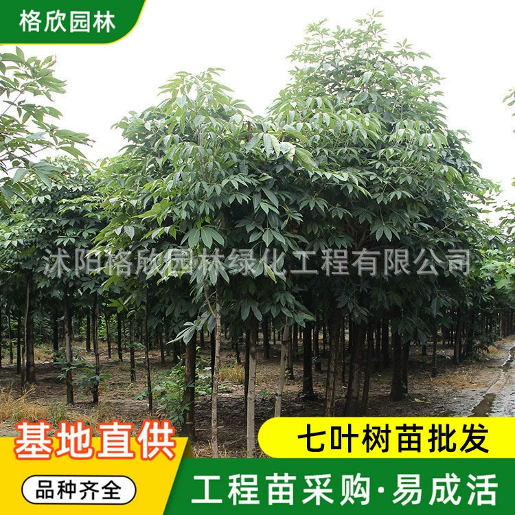 Саженец ахештановый Озеленение Рассада Цветной блок Ежик Двор Декоративные Вечнозеленые Большая Конгенция Сафлор Рассада каштанового ореха