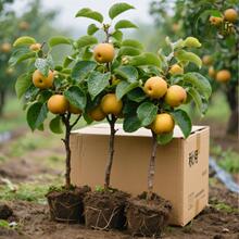 ����������������ʹ��S���������Ʒ�N�ϱ����Nֲ���Ԯ���Y��