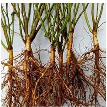 日本无刺蔷薇 日本无刺蔷薇品牌 图片 价格 日本无刺蔷薇批发 阿里巴巴