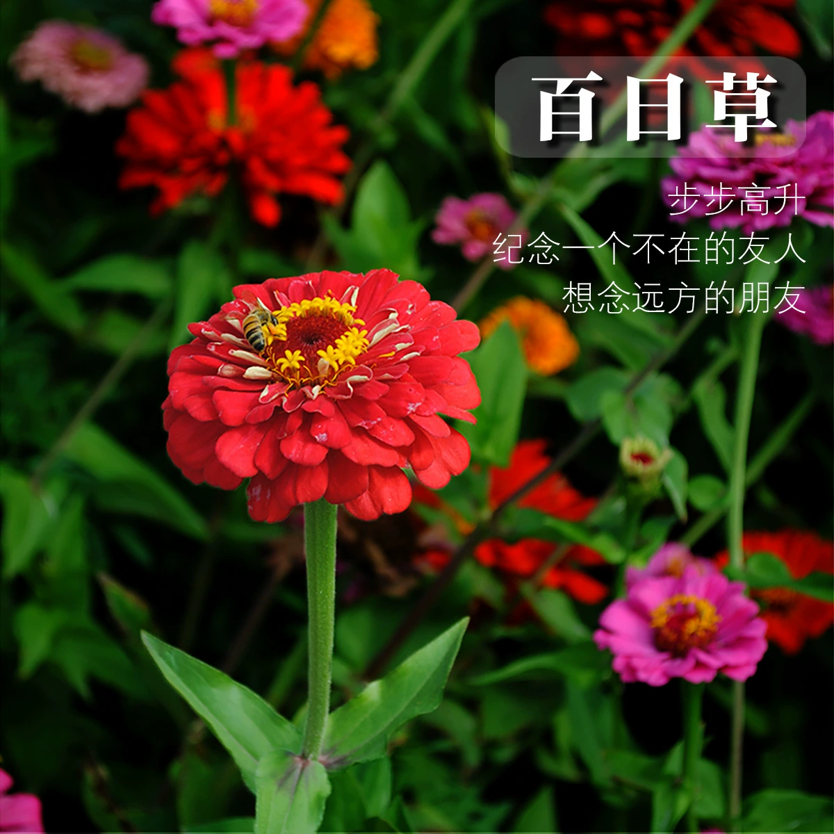 Семена цветов зинии, семена цветов зинии в горшках для морских парков, семена цветов зинии, цветущие в любое время года, смешанных цветов, оптом.