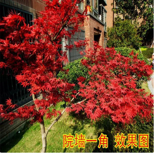 �ձ��t������༾�Ї��tͥԺ�t�輧�G��ֲ����ľ�G����ľ�L����