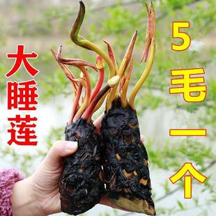 Water Lily Root Block River Flower Indoor Green Plant Cold-Resistant Water Lily Finished Seedling Courtyard Fish Pond Lotus