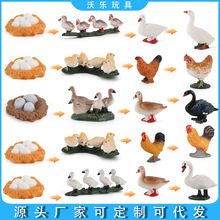 仿真鸡鸭鹅家禽动物成长周期实心静态桌面沙盘天鹅蛋孵化过程摆件