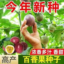 百香果种子四季西番莲多年生黄金鸡蛋果种籽瓜水果种子大全四季播
