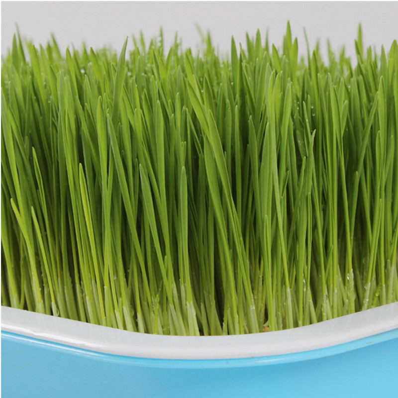 猫草种子小麦种子芽苗菜大麦苗草种子水培育苗盘种植猫薄荷草