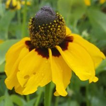 草原松果菊种子四季易种室外庭院阳台易活耐寒秋播景观花海花籽子