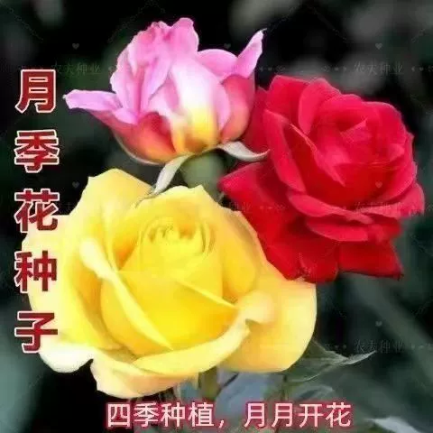 Семена цветов розы цветут в любое время года, цветы розы смешанного цвета, балкон, горшок, двор, легко выращиваемые семена цветов розы.