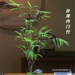 台湾内门竹精品雅致小盆景-禅意书房绿植