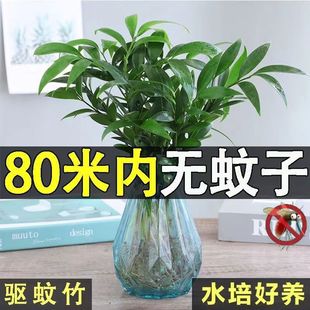 Hydroponic Mosquito Repellent Bamboo and Cypress Mosquito Repellent Plant Potted Green Plant Indoor Flower Living Room Anti-Mosquito Plant Hydroponic Flower Water Culture