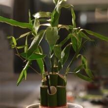 ��Ͳ�廨ƿ�[���Gɫ���ӻ�ˇ���׃��@�h����c�b�����Ͳ����