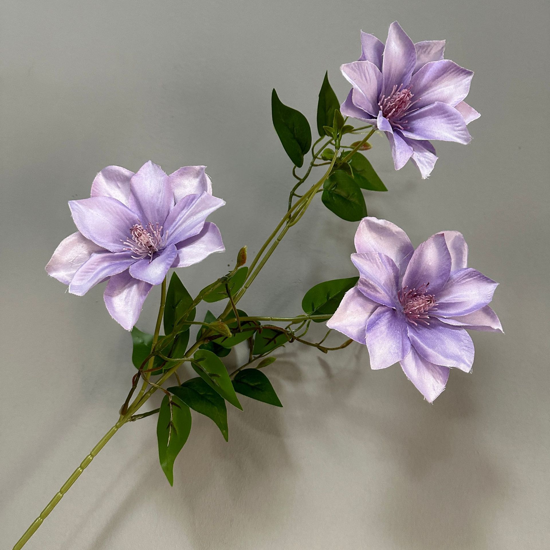 클레마티스 - 연한 보라색