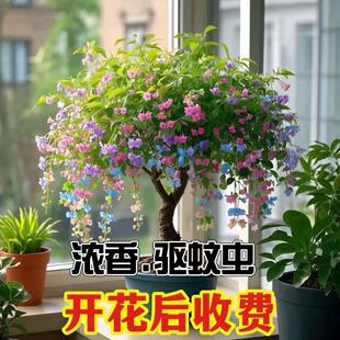 ����Ʒ���]���ļ������ͽ�z������������x�ͺ��͟��ϱ����҃���