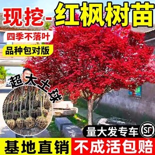 �Ї��t�������ļ��ձ��t�輧ͥԺ�Ϙ�ֲ��e�������ͺ��ϱ����Nֲ