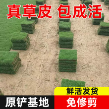 草皮草卷基地批发台湾草带土马尼拉园林绿化现铲现发真草坪免修