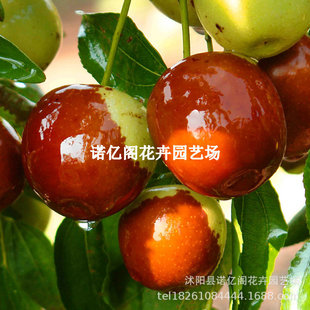 ���痗�Ә�����J����մ����������ѩ�t���޽ӹ������Ϸ������Nֲ