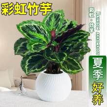 �ʺ���������ˮ���ȸ������~�Gֲ�ﻨ���҃��ļ������ȩ���B��