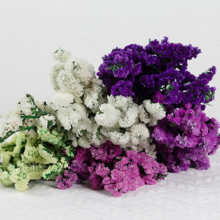 [Eternal Life Forget-me-not] Yunnan Yongsheng Flower Natural Air-dried Real Flower Forget-me-not Dried Flower bouquet Home furnishings