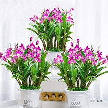 艾莹兰花苗 双色石斛兰 冬带花苞出售紫蝶香水石斛室内外花卉盆栽
