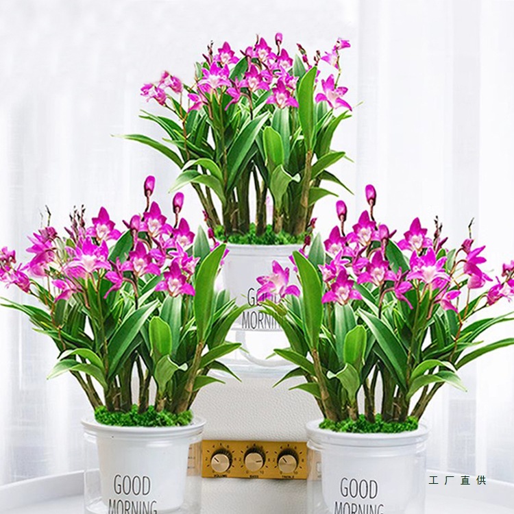 艾莹兰花苗 双色石斛兰 冬带花苞出售紫蝶香水石斛室内外花卉盆栽