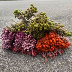【南非银珊瑚果】彩色珊瑚果干花高端永生花保鲜花花材多色可选