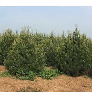 3m White Pine Ornamental Tree Specifications Full 2 3 4 5 6m Tall White Pine Seedlings with Nutrient Pot Engineering Seedlings