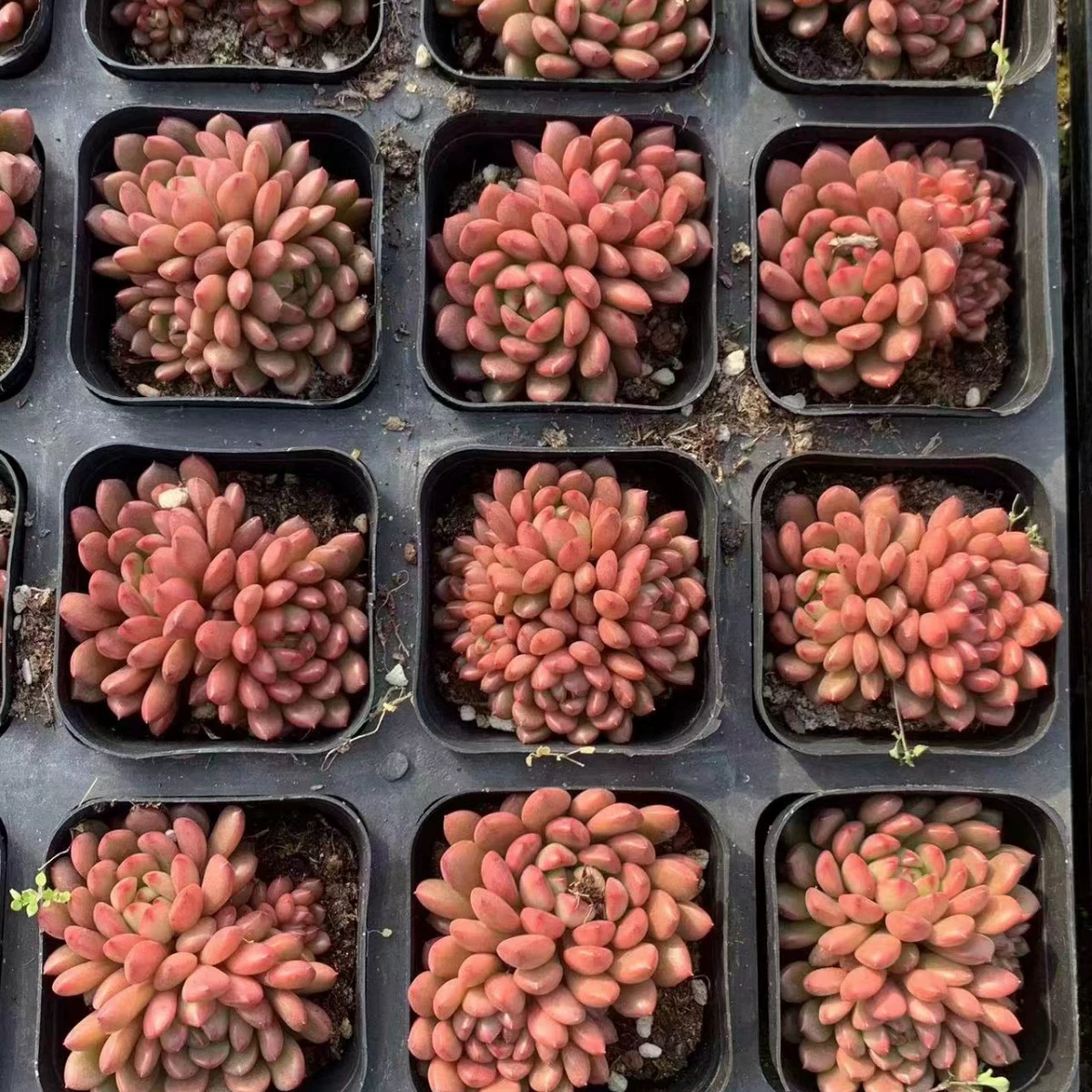 Ruby Group 2-5 голов 6,5 см горшки из мясистых растений