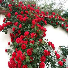 �����¼�50-60���״����ٱ��Nޱõ�廨�������ش��ļ��_������