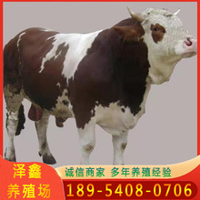 哪里有賣牛犢的 魯西黃牛小牛苗 雜交小肉牛犢價格 改良牛養殖場