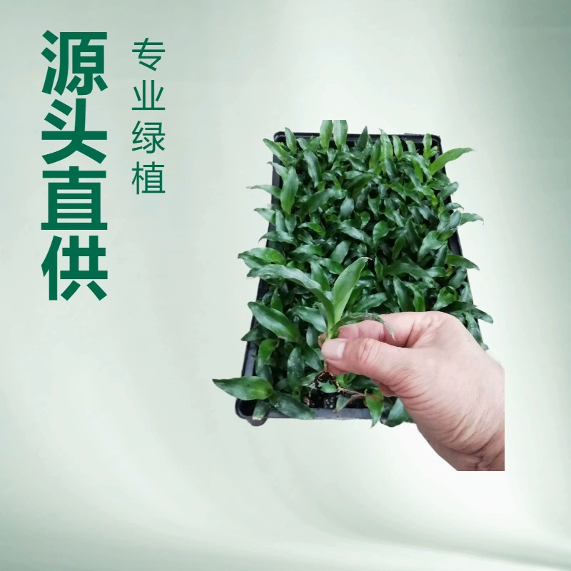 Базовая база поставляет большое количество офисных и домашних лиственных растений, зеленых листьев, саженцев культуры железной ткани, цветов и саженцев