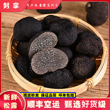 云南新鲜黑松露高黎贡山黑松露菌猪拱菌块菌完全成熟批发一件代发